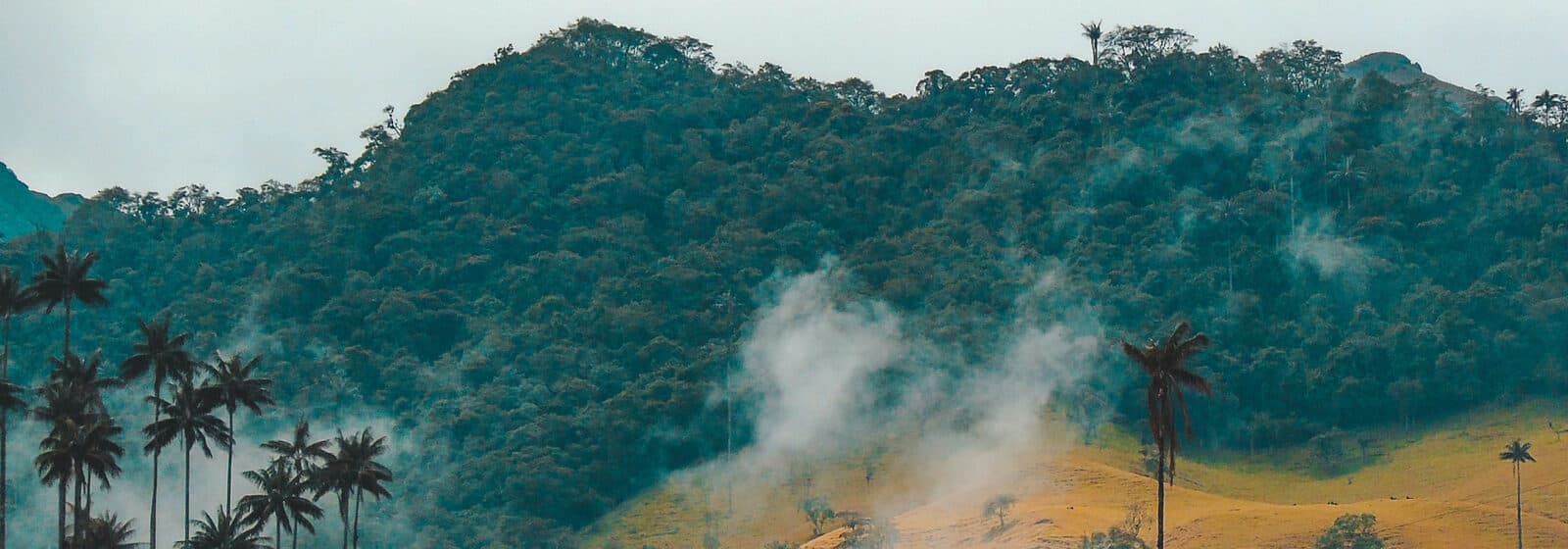 Valle de Cocora, Andes colombianos